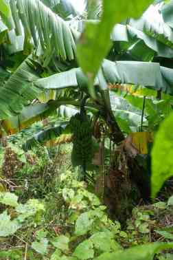 Banana Plantation 17 0620